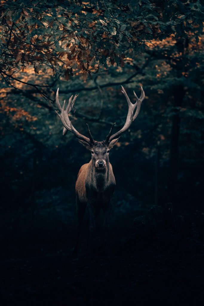 Wir sehen den Wald vor lauter Bäumen nicht. Lass mich danach suchen!