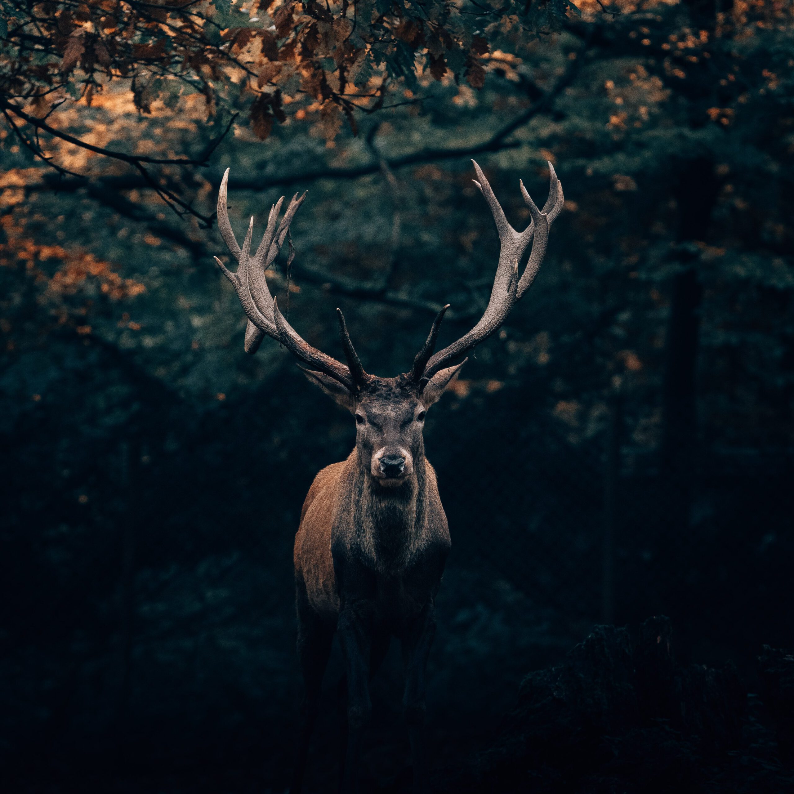 Wir sehen den Wald vor lauter Bäumen nicht. Lass mich danach suchen!